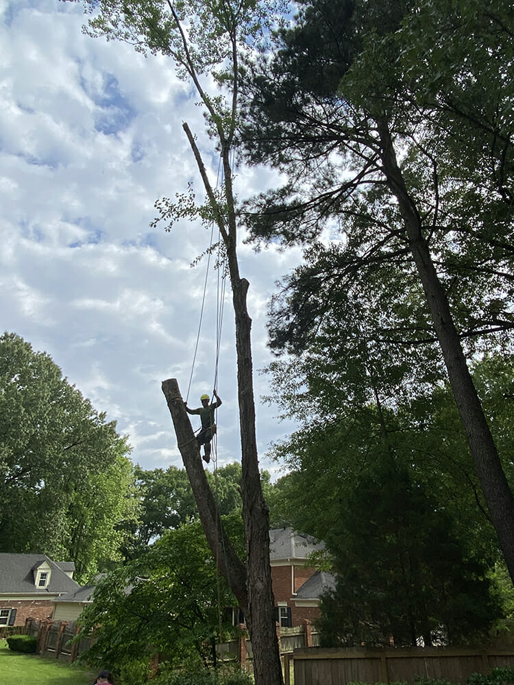 professional tree removal service