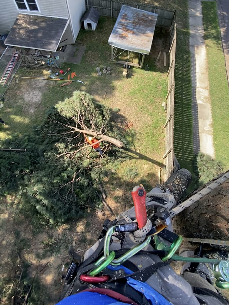 Best tree trimming service near me