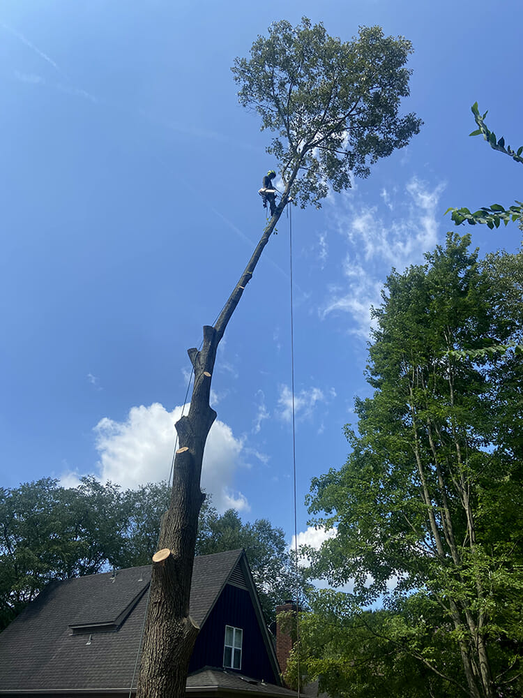 cutting tree services