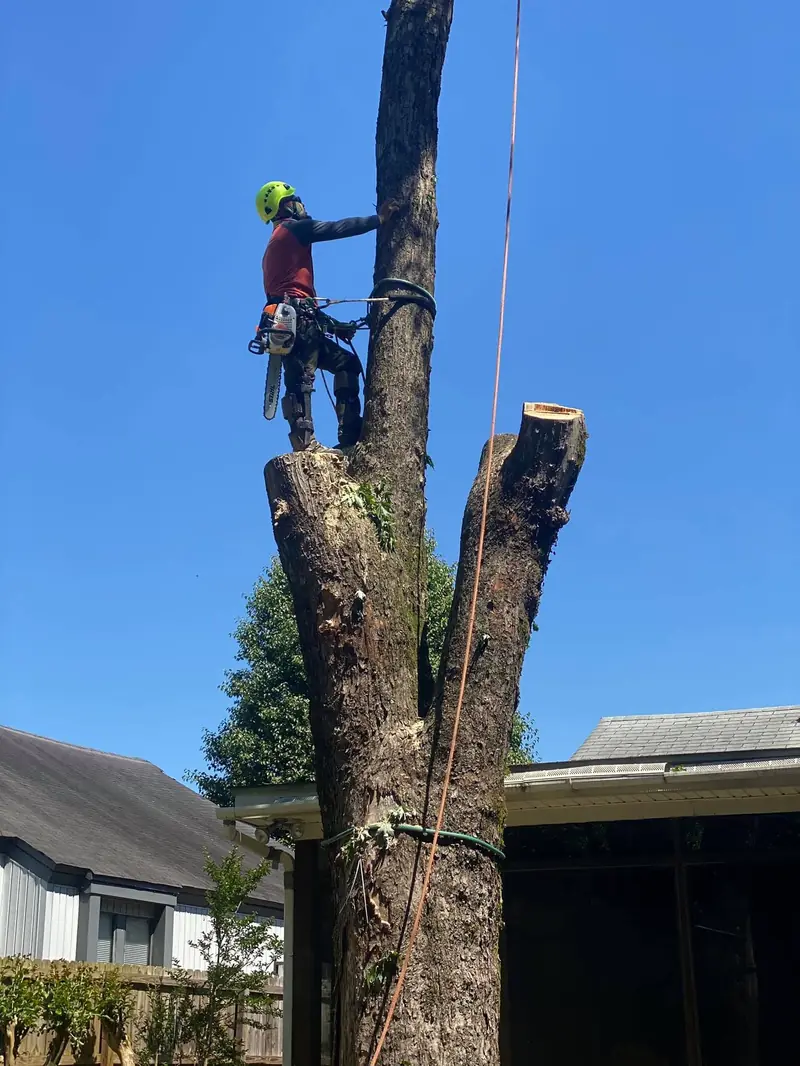 Climber tied in at the top of a cut trunk