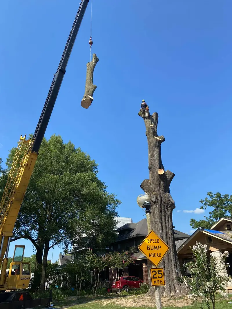 Crane lifting a log while a climber works on the spar