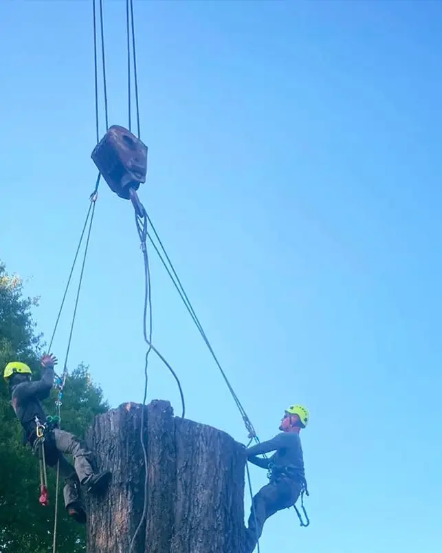 Two climbers rigging a large trunk section to a crane