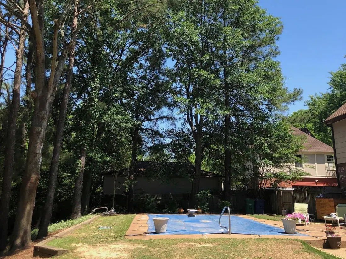 After: pines thinned and the pool area opened up