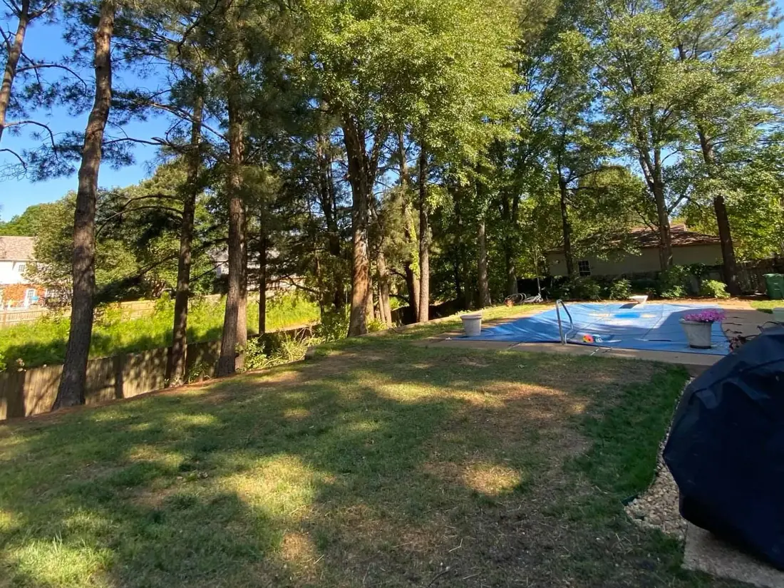 Before: crowded pines around a backyard pool in the Memphis area