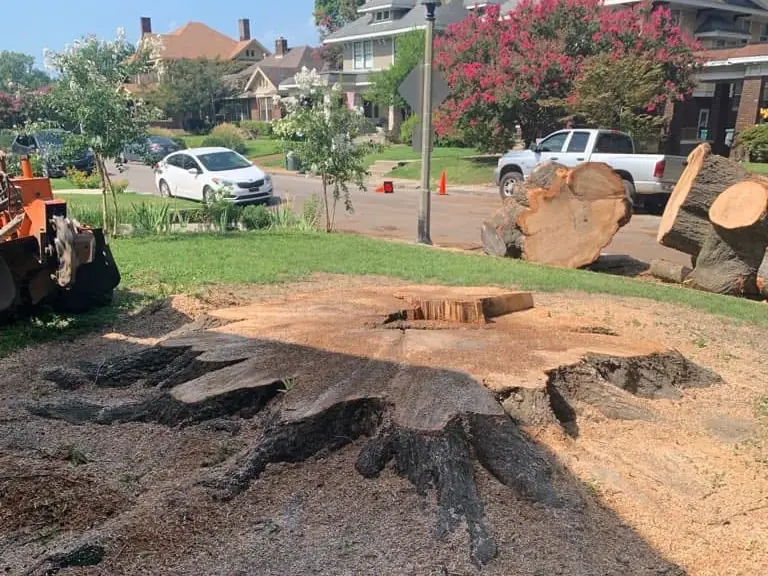 Before: large stump left after a tree removal