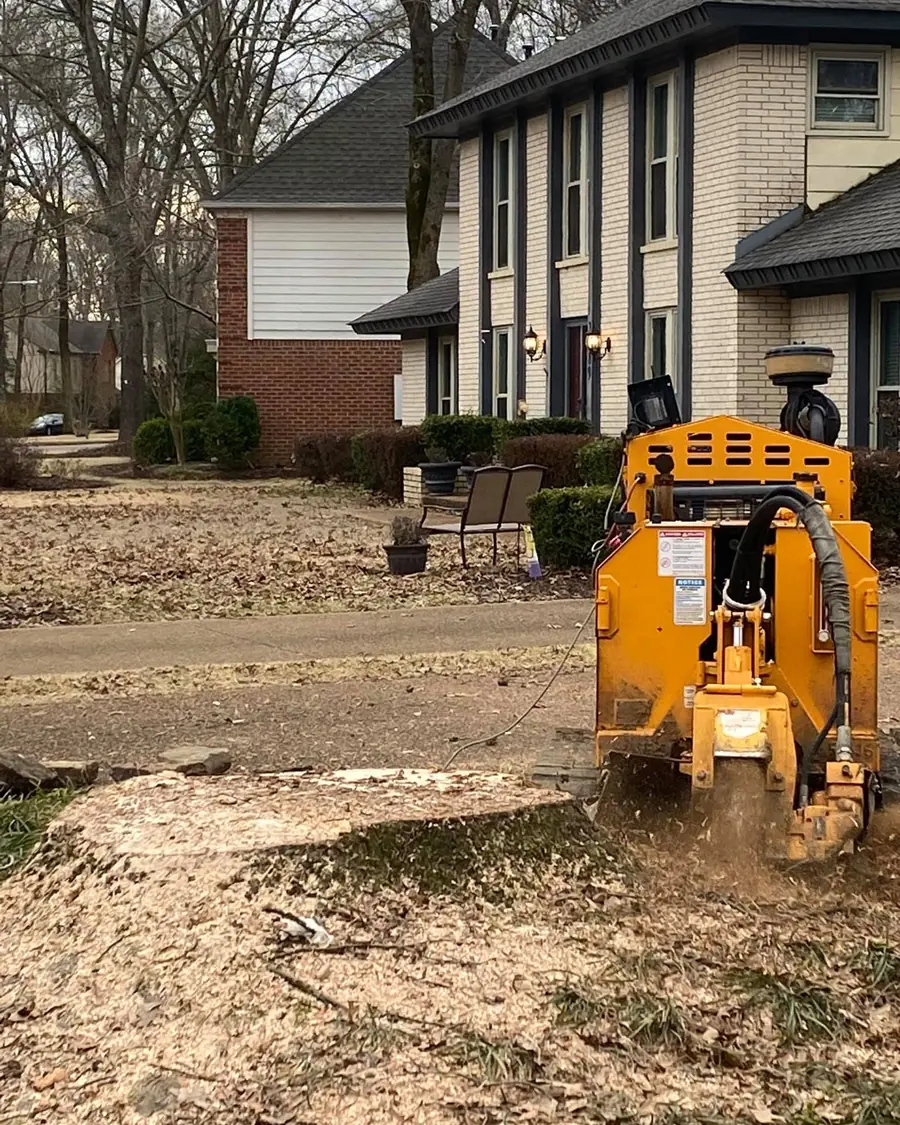 Stump grinder grinding a stump below grade in a Memphis yard