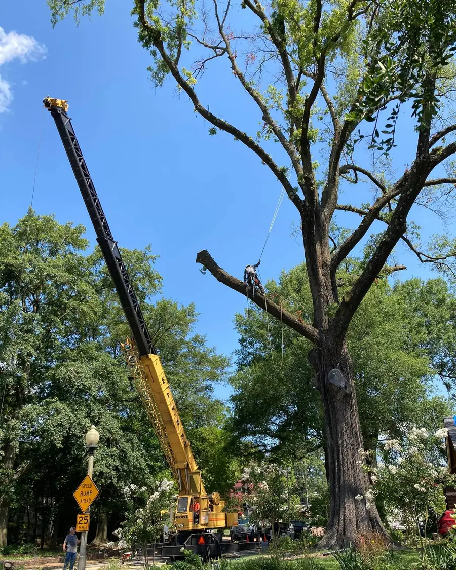 Crane lifting a section of a large oak during a tree removal in Memphis
