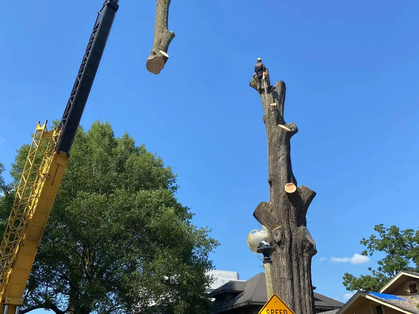 18 Primos tree crew working on a job in the Bartlett area