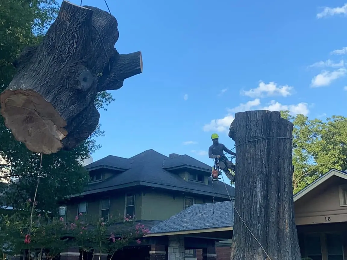 18 Primos tree crew working on a job in the Germantown area