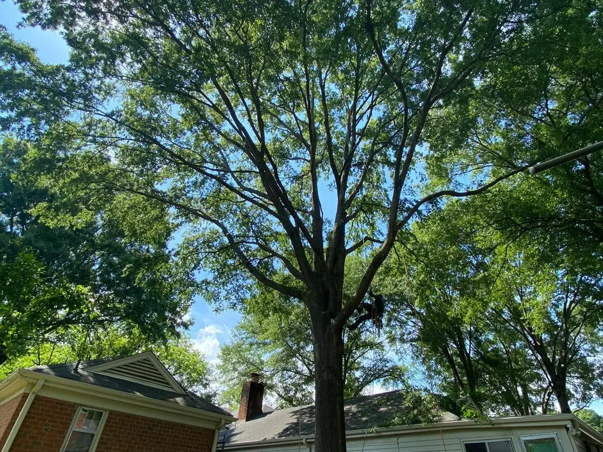 18 Primos tree crew working on a job in the Hernando area