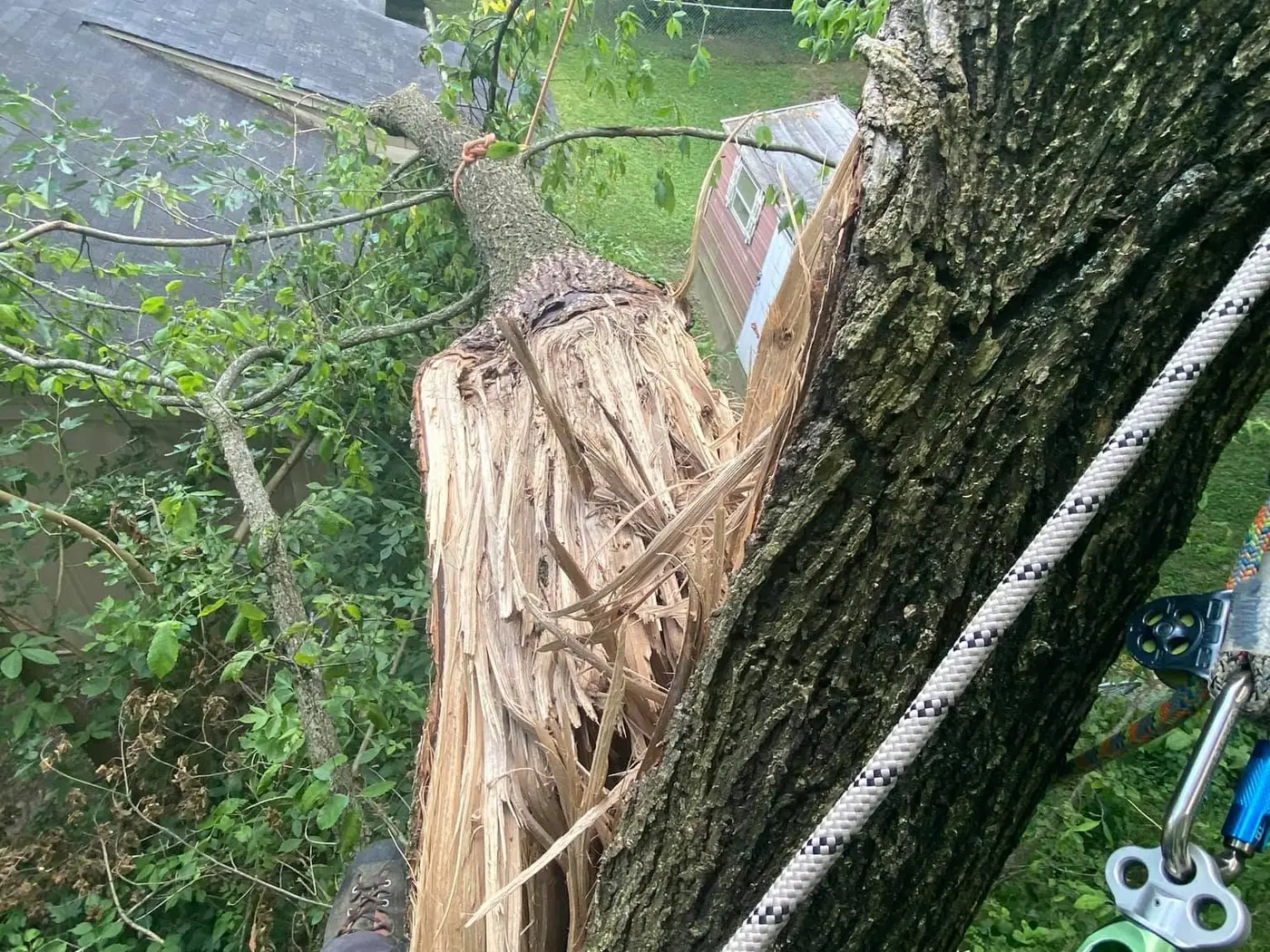 18 Primos tree crew working on a job in the Horn Lake area
