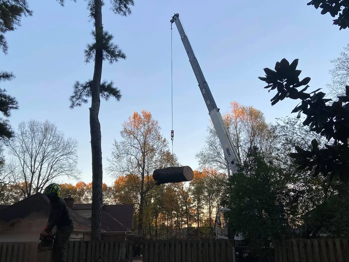 18 Primos tree crew working on a job in the Olive Branch area