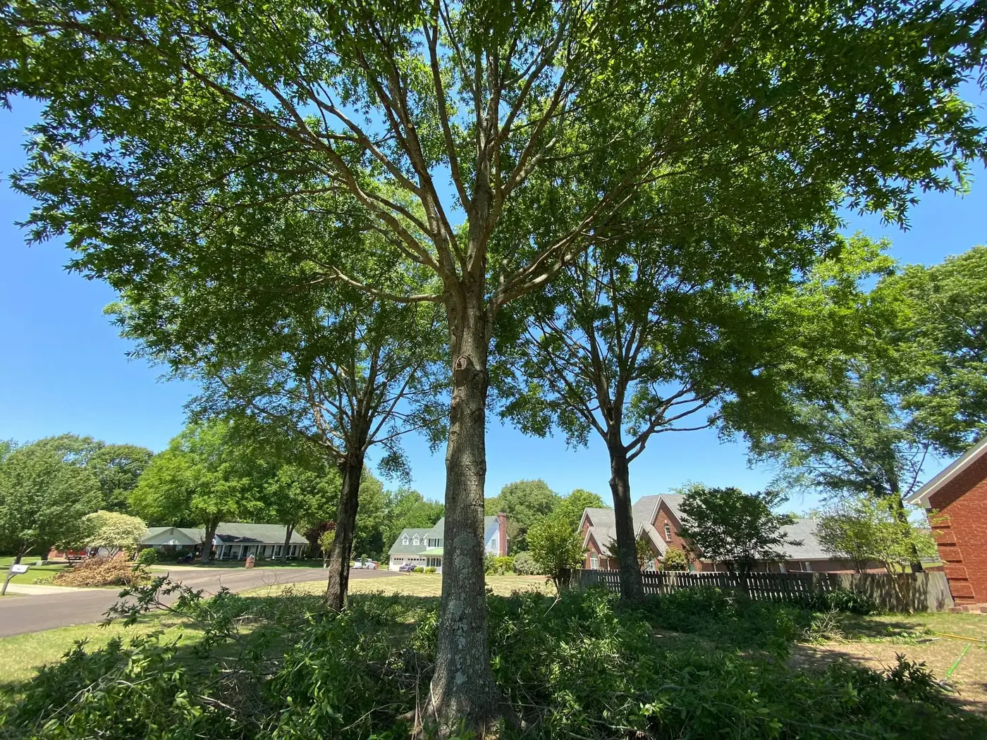Large shade trees in a Memphis area neighborhood