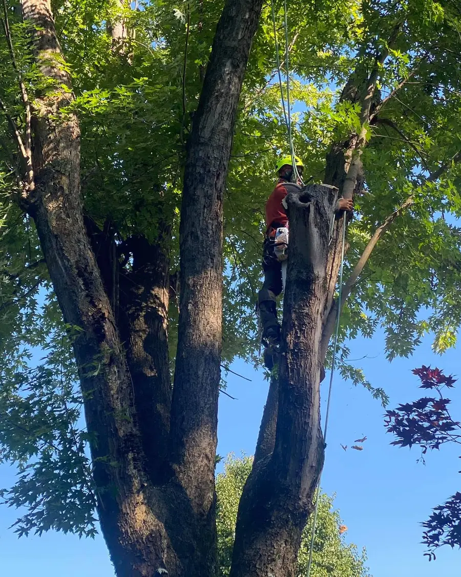 Climber pruning the canopy of a large shade tree in Memphis
